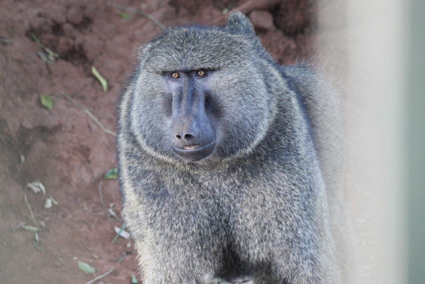 Monkey looks directly into the camera