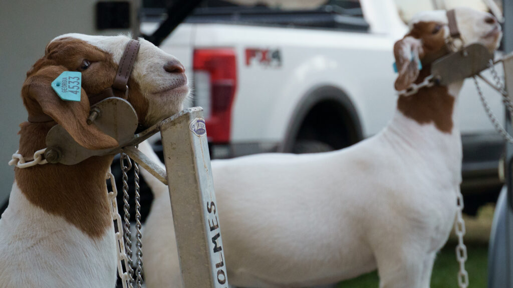 two goats are being groomed while in harnesses