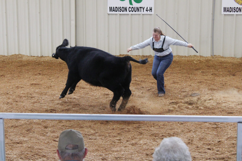 A woman is in a show ring with a cow