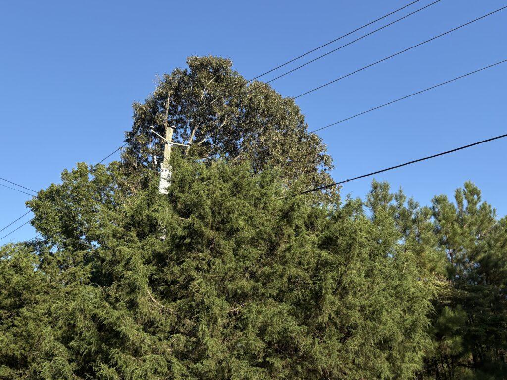 A power line engulfed by the limbs of several trees.